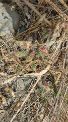 Austrocylindropuntia shaferi