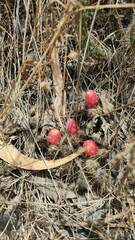Austrocylindropuntia shaferi