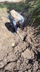 Elephas maximus indicus