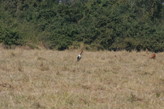 Ephippiorhynchus senegalensis