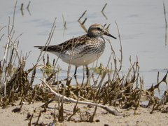 Calidris fuscicollis