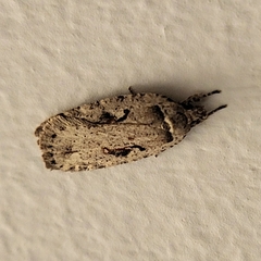 Agonopterix ocellana