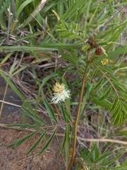 Calliandra humilis