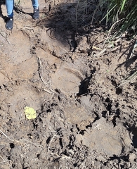 Elephas maximus indicus