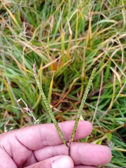 Paspalum distichum