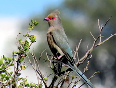 Urocolius indicus indicus