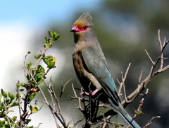 Urocolius indicus indicus