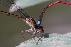 Oxyagrion