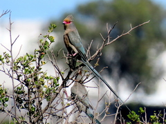 Urocolius indicus indicus