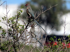 Urocolius indicus indicus