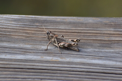 Melanoplus ponderosus