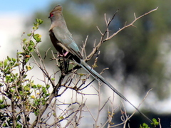 Urocolius indicus indicus