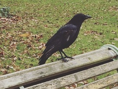 Corvus corone corone