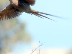 Urocolius indicus indicus