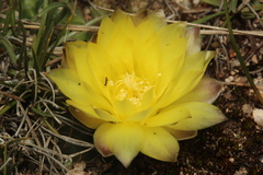 Gymnocalycium andreae