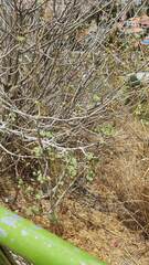 Malva assurgentiflora