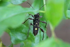 Cotyclytus curvatus