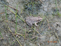 Lithobates neovolcanicus