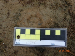 Urocyon cinereoargenteus