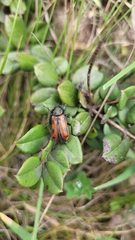 Astylus trifasciatus