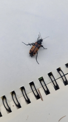 Astylus trifasciatus
