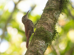 Lepidocolaptes souleyetii