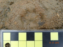 Urocyon cinereoargenteus