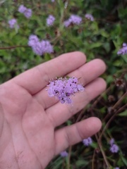 Ageratum corymbosum