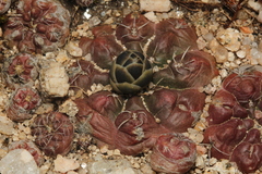 Gymnocalycium andreae