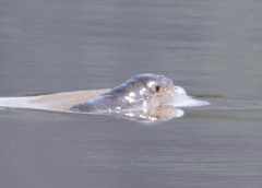 Lontra longicaudis image