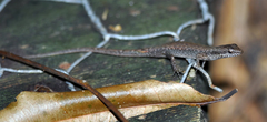 Saproscincus basiliscus