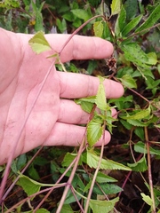 Ageratum corymbosum