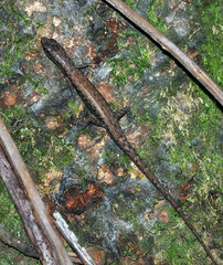 Saproscincus basiliscus