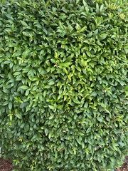 Dolichandra unguis-cati