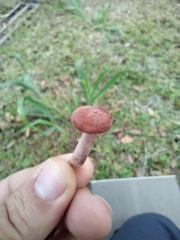 Lactarius quietus
