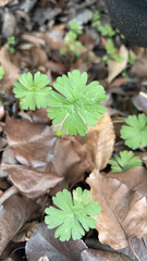Geranium carolinianum