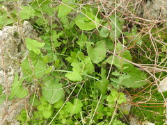 Rumex induratus