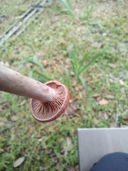 Lactarius quietus