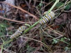 Danaus plexippus