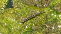 Enallagma cyathigerum