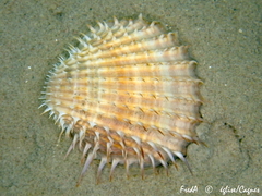 Acanthocardia aculeata