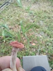 Lactarius quietus