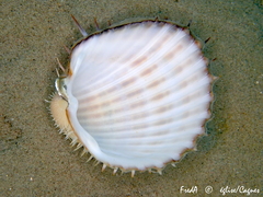 Acanthocardia aculeata