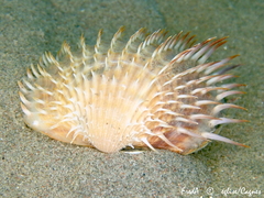 Acanthocardia aculeata