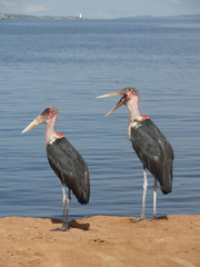 Leptoptilos crumenifer