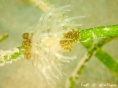 Bunodeopsis strumosa