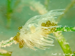 Bunodeopsis strumosa