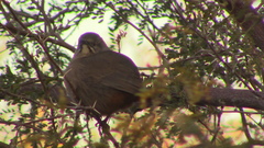 Toxostoma crissale