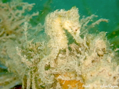 Hippocampus hippocampus