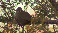 Toxostoma crissale